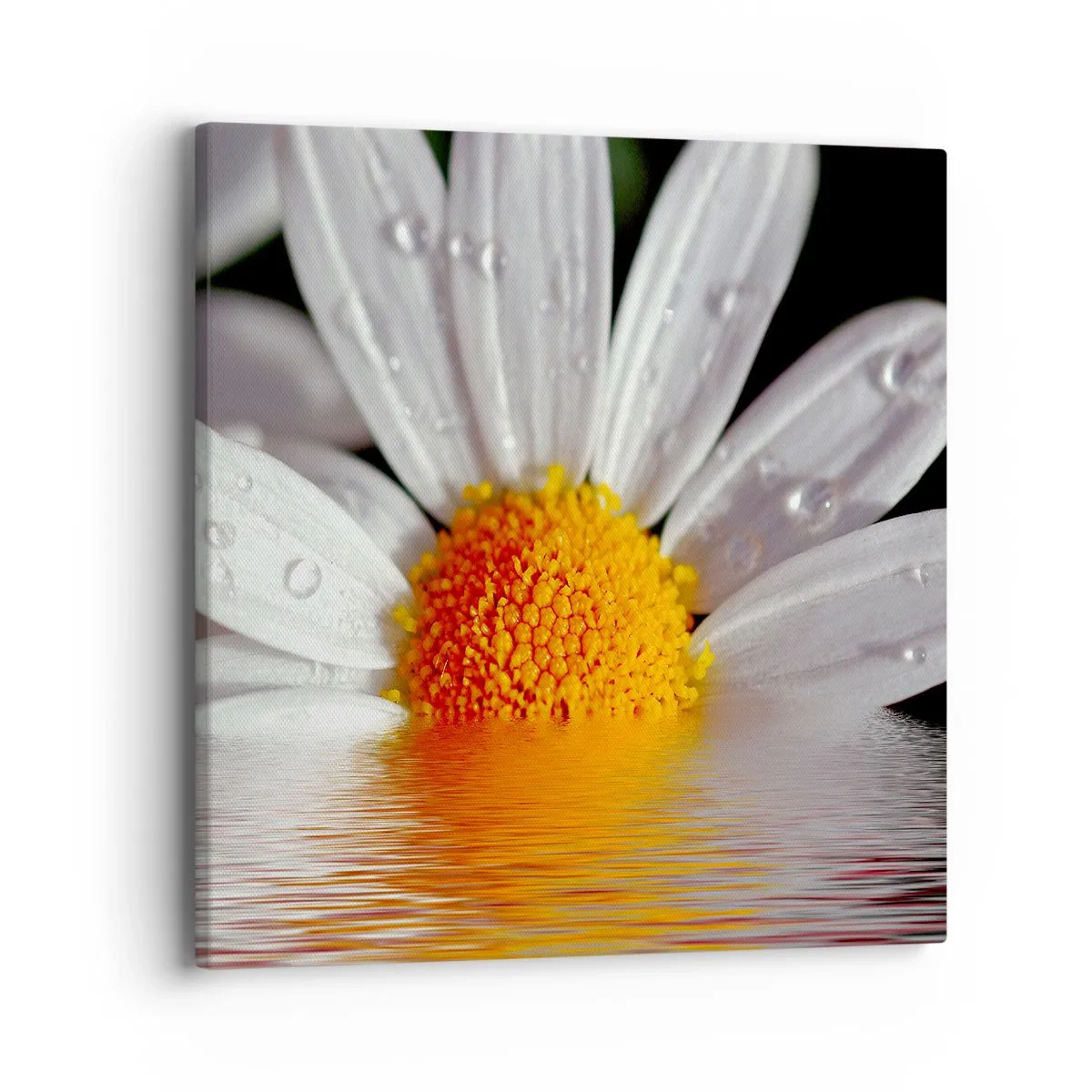 Impression sur toile - Image sur toile - Le soleil levant des marguerites - 40x40 cm