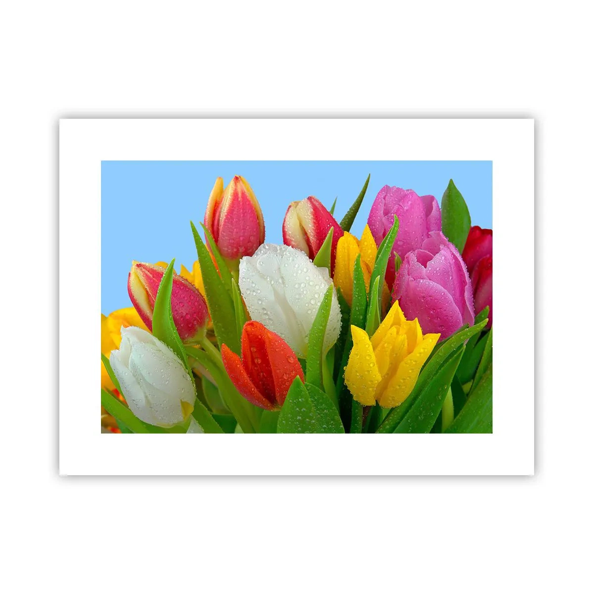 Affiche - Poster - Un arc-en-ciel fleuri en gouttes de rosée - 40x30 cm