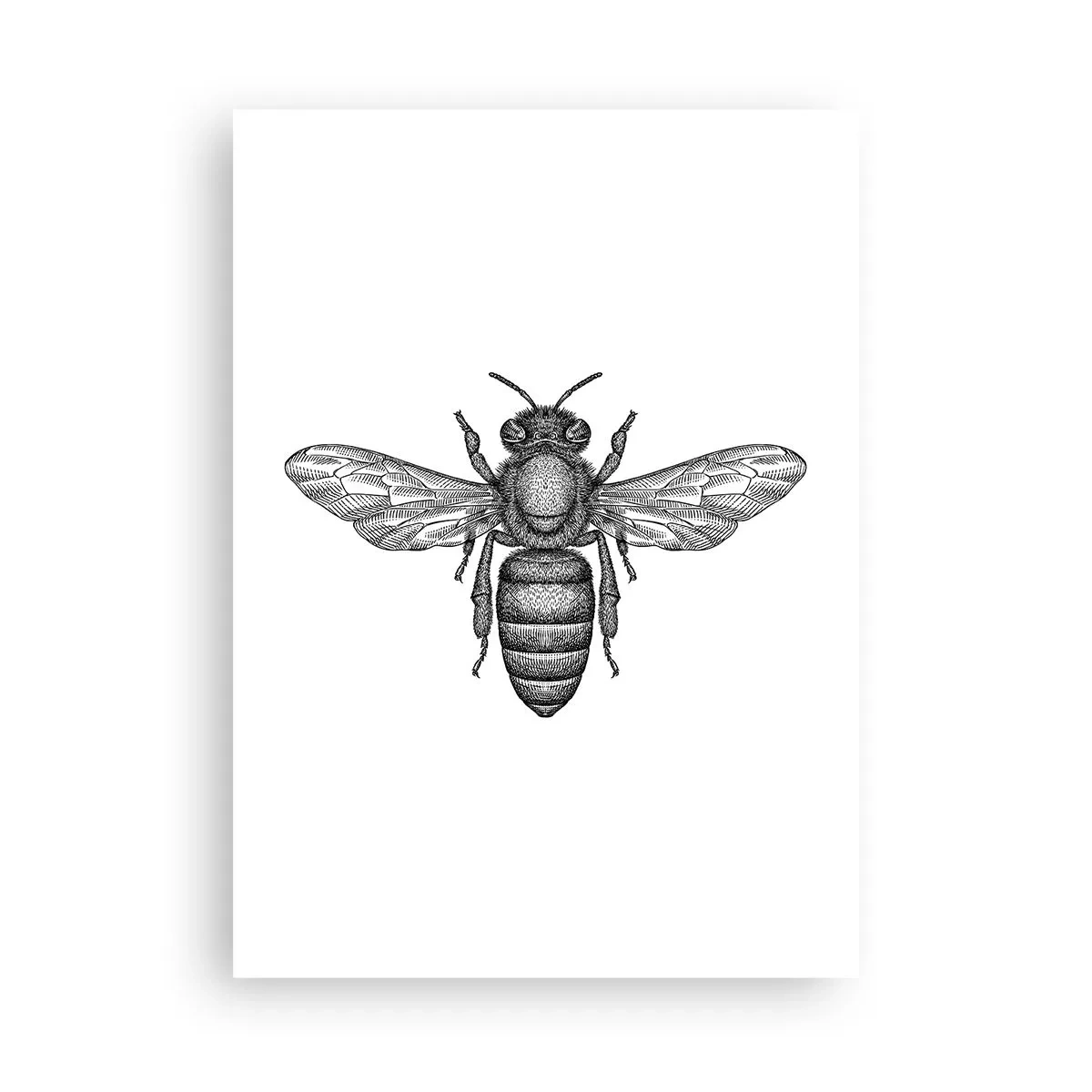 Affiche - Poster - Illustration précise d'une abeille sur fond blanc - 50x70cm - Portrait d'insecte - Décoration murale moderne pour le salon et la chambre ARTTOR
