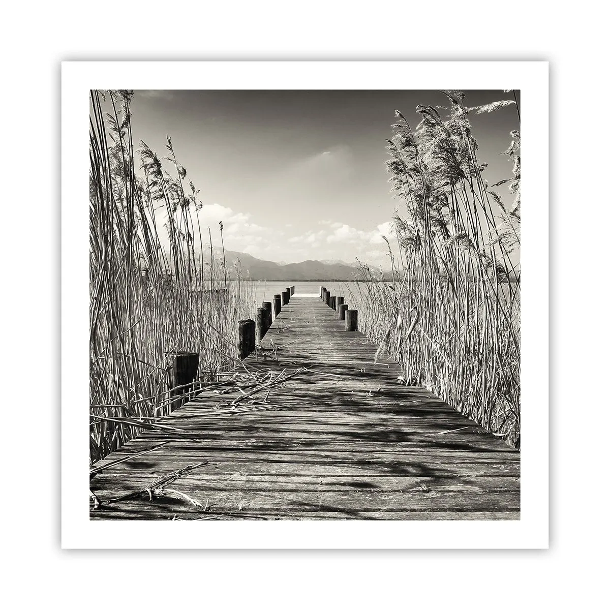 Affiche - Poster - Dans le calme de l'herbe - 60x60 cm