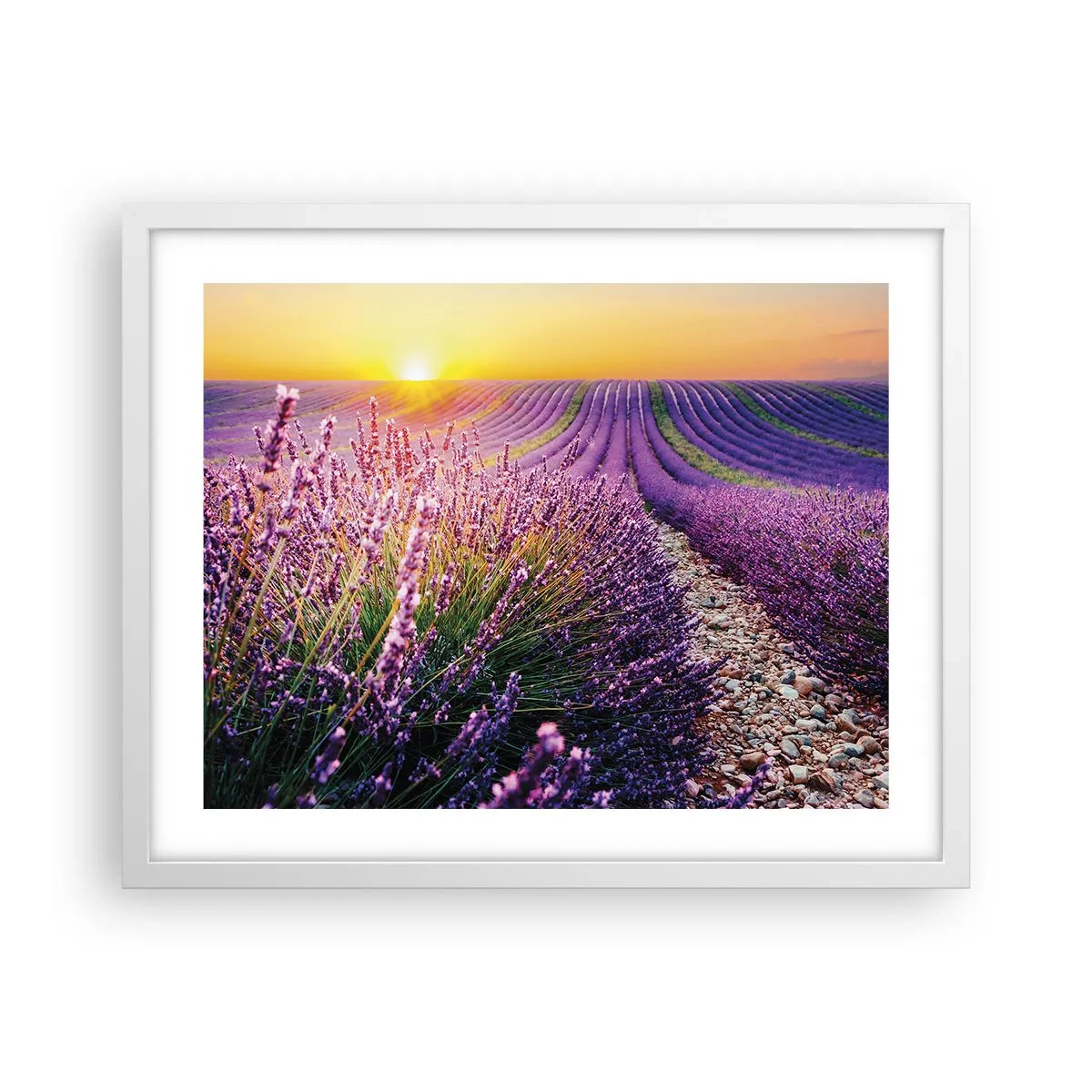 Affiche dans un cadre blanc - Poster - Tige parfumée - 50x40 cm