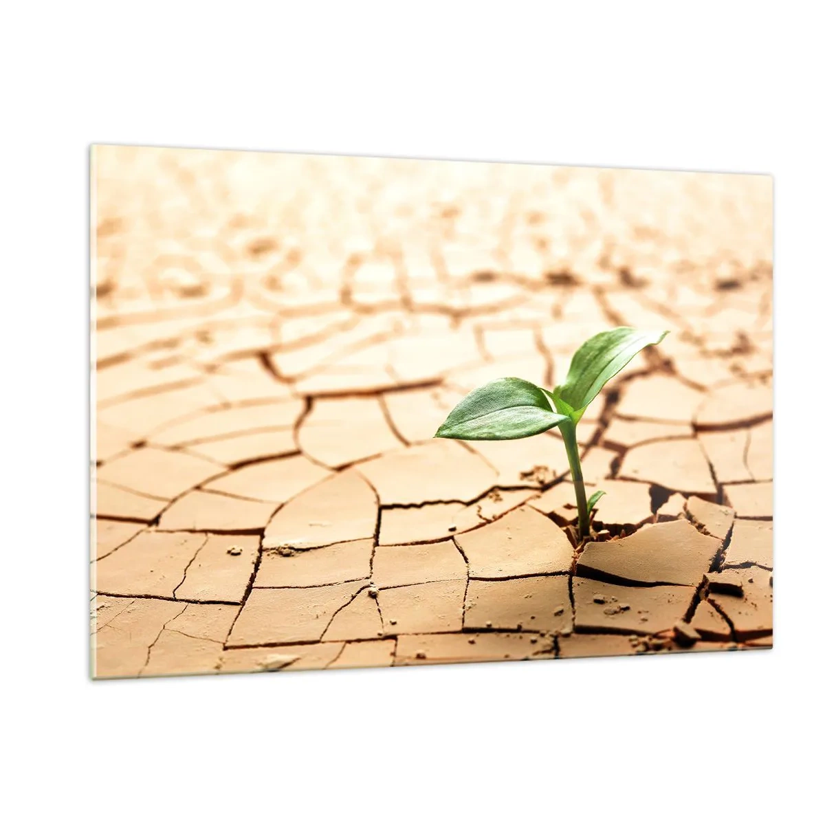 Impression sur verre - Image sur verre - Une jeune plante poussant dans une terre sèche et craquelée - 120x80cm - La force indomptable de la vie - Décoration murale moderne pour le salon et la chambre ARTTOR