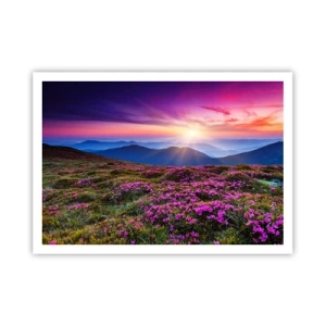 Affiche - Poster - Prairie de montagne avec des fleurs au coucher du soleil - 100x70cm - Les herbes sentaient les grappes fraîches de la récolte - Décoration murale moderne pour le salon et la chambre ARTTOR