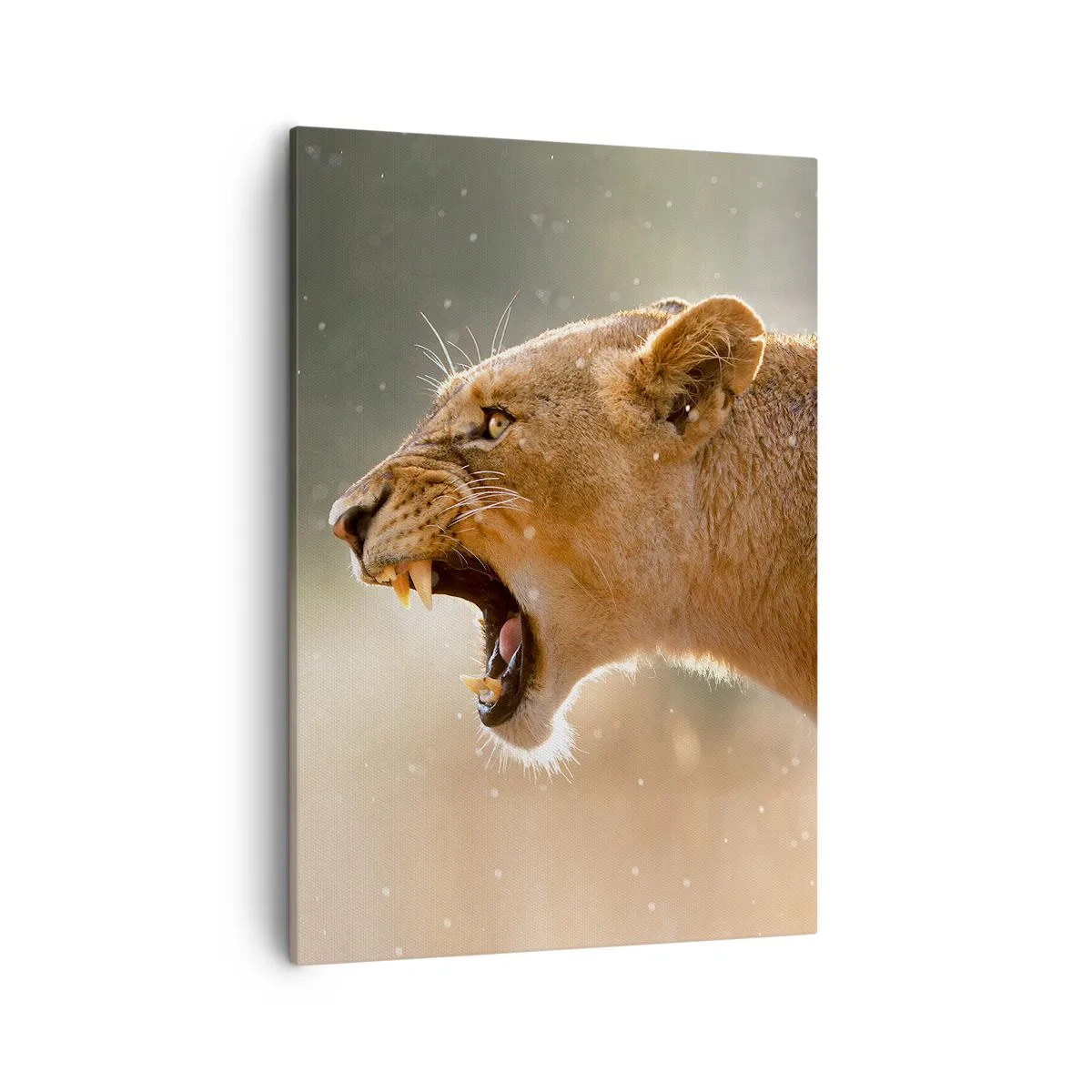 Impression sur toile - Image sur toile - Portrait d'une lionne rugissante à la lumière naturelle - 50x70cm - Essayez  de ne pas écouter - Décoration murale moderne pour le salon et la chambre ARTTOR