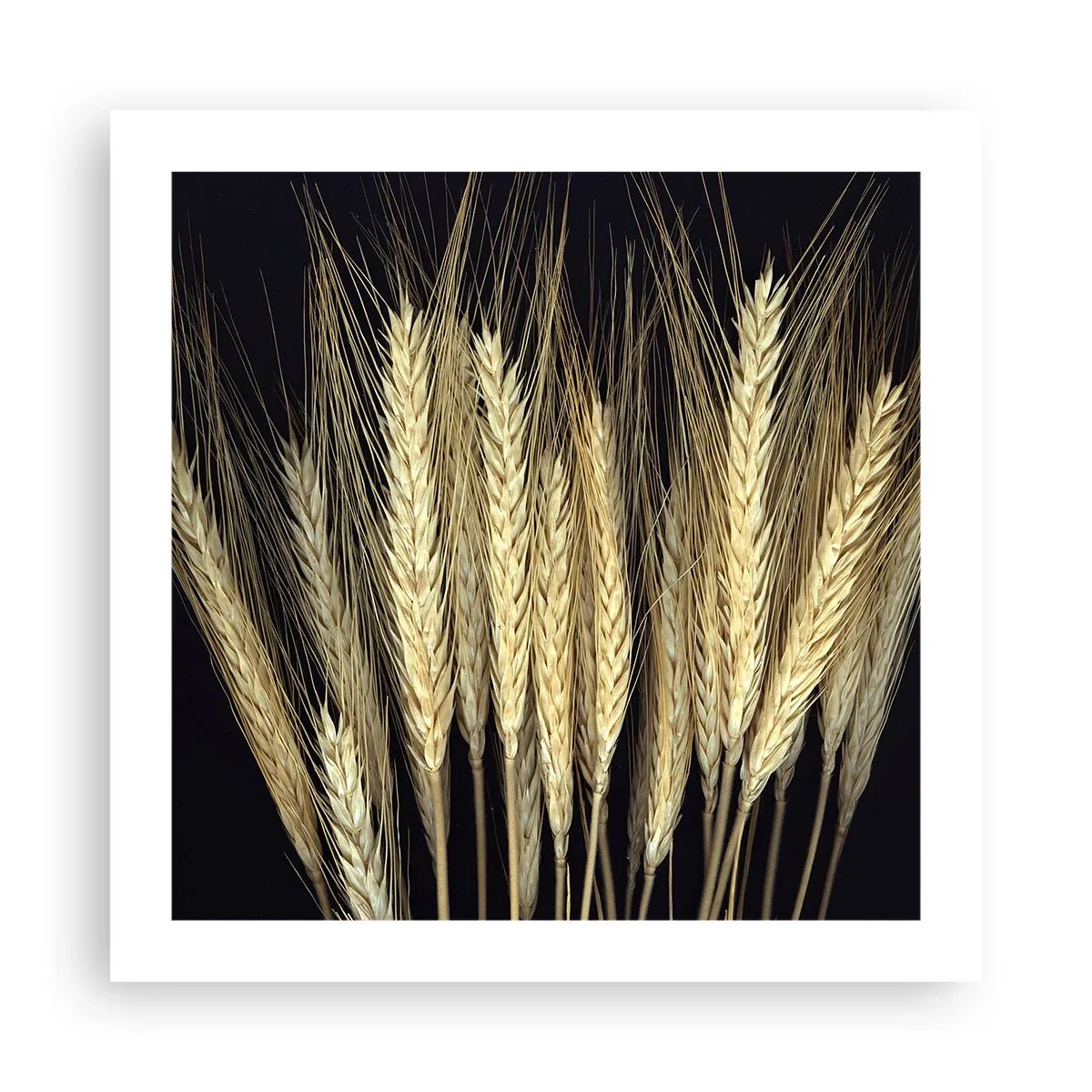 Affiche - Poster - Magie rustique - 50x50 cm