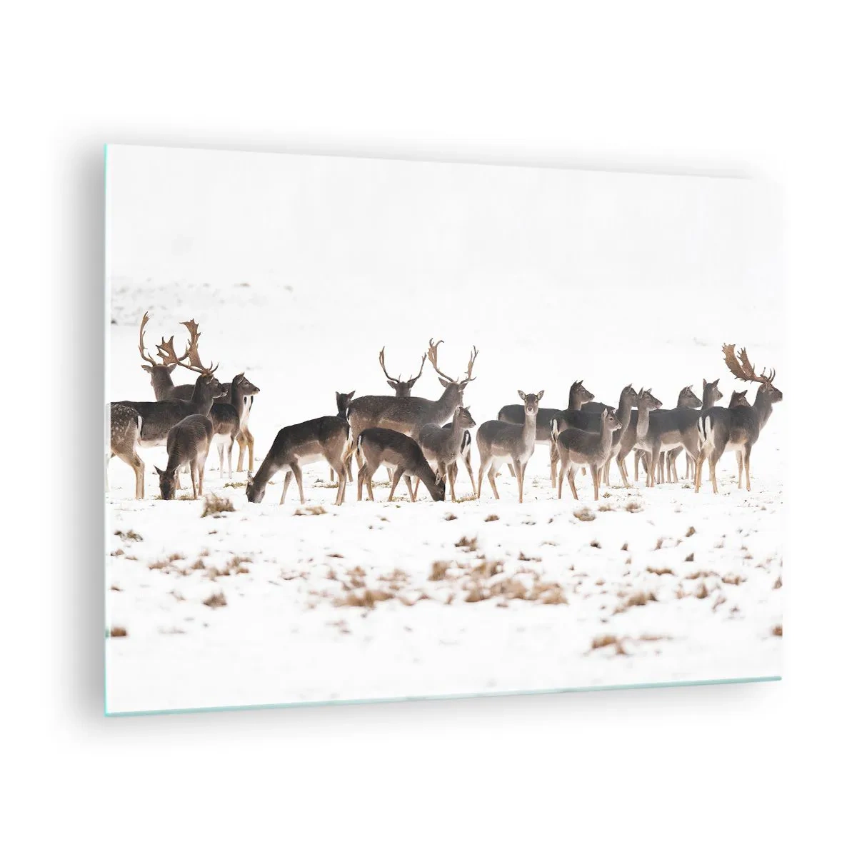 Impression sur verre - Image sur verre - Une photographie d'un troupeau de cerfs dans un paysage enneigé - 70x50cm - Les fêtes approchent ? - Décoration murale moderne pour le salon et la chambre ARTTOR