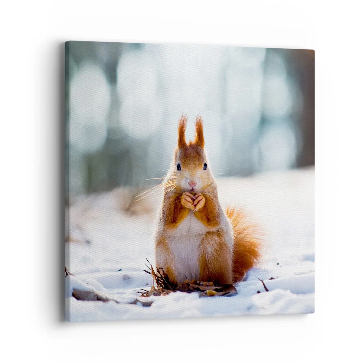 Impression sur toile - Image sur toile - Qu'est ce que tu regardes comme ça? - 40x40 cm