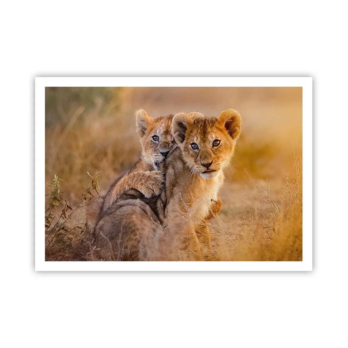 Affiche - Poster - Adorables lionceaux dans leur environnement naturel - 100x70cm - Ne pas déranger! On s'amuse - Décoration murale moderne pour le salon et la chambre ARTTOR