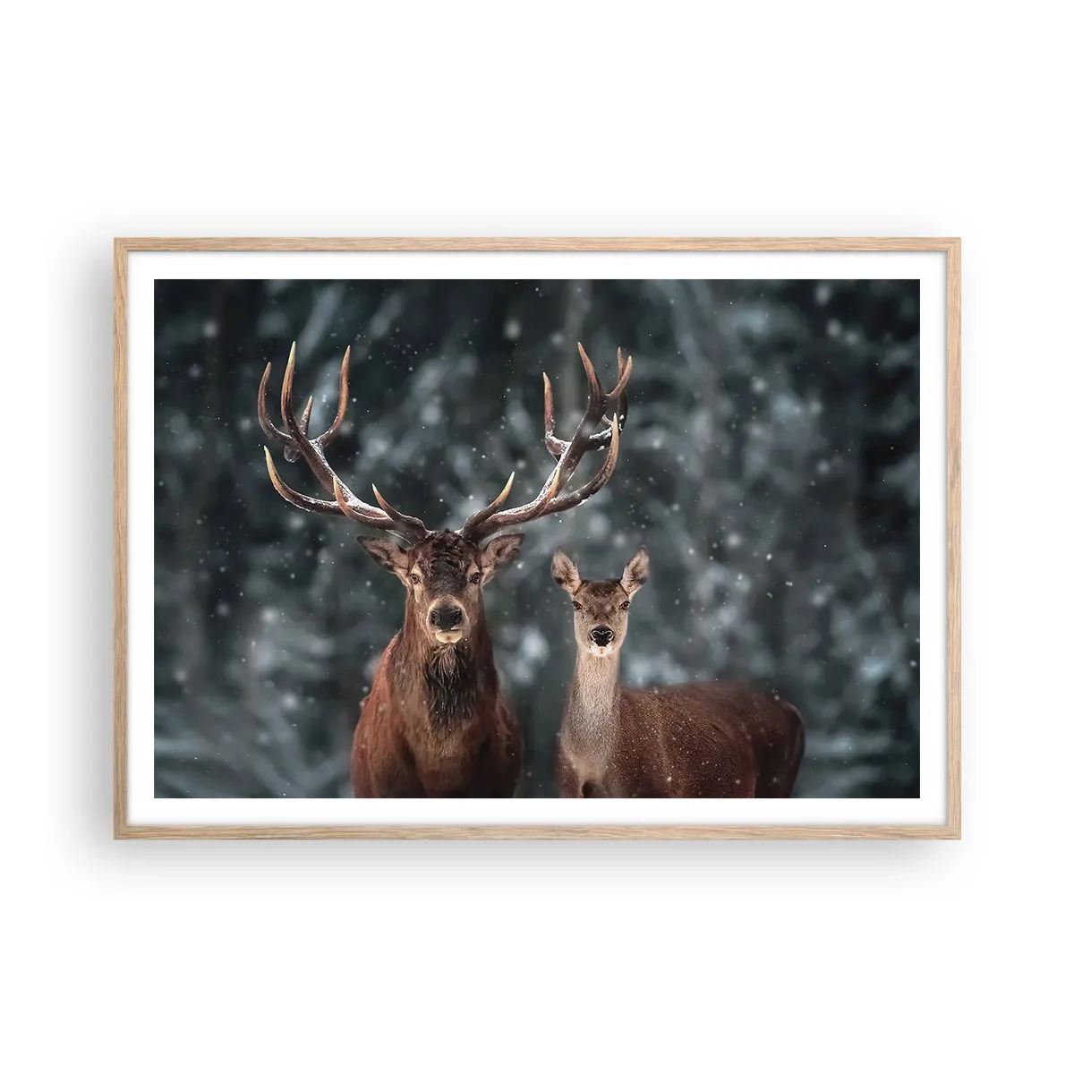 Affiche dans un chêne clair - Poster - Le roi de la forêt avec sa femme - 100x70 cm