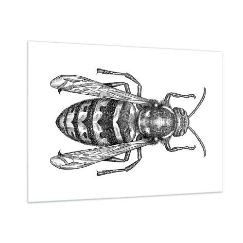 Impression sur verre - Image sur verre - Illustration rétro en noir et blanc d'une guêpe sur fond blanc - 100x70cm - D'une planète d'insectes - Décoration murale moderne pour le salon et la chambre ARTTOR