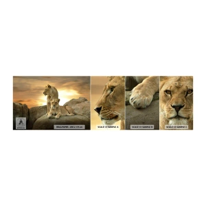 Échantillon de Papier Peint Autocollant Deluxe Sticker - Majesté royale - Animaux, Lion, Nature - 100x30 cm