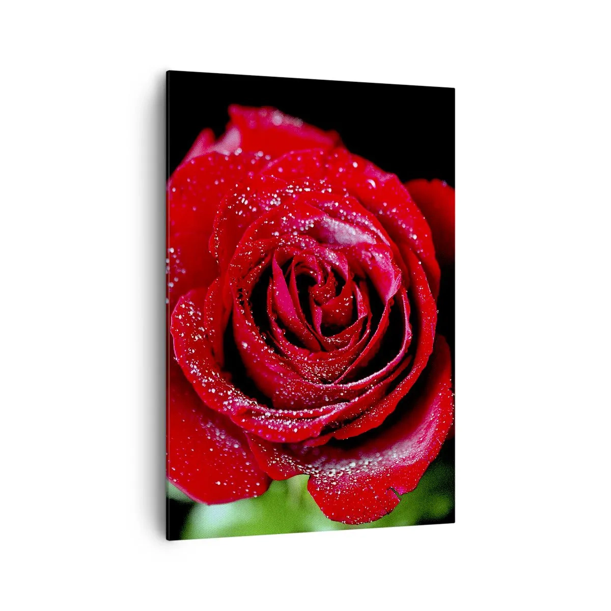 Impression sur toile - Image sur toile - Une rose rouge couverte de gouttes de rosée sur fond noir. - 70x100cm - C'est ça l'amour - Décoration murale moderne pour le salon et la chambre ARTTOR