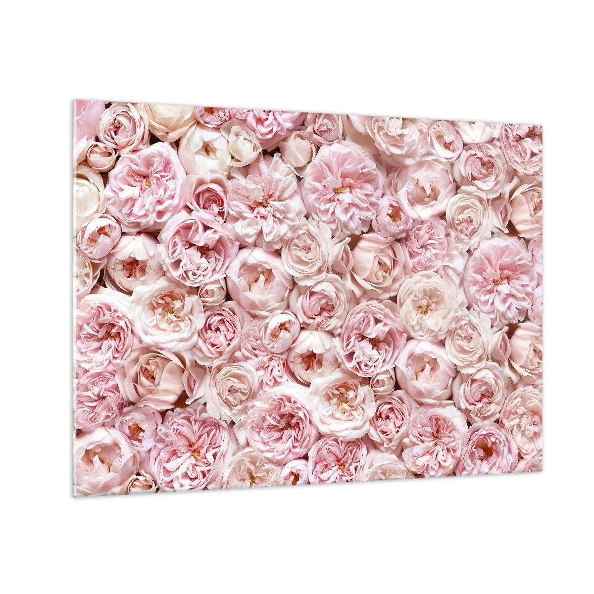 Impression sur verre - Image sur verre - Roses pastel dans une composition florale dense - 70x50cm - Un lit de roses - Décoration murale moderne pour le salon et la chambre ARTTOR