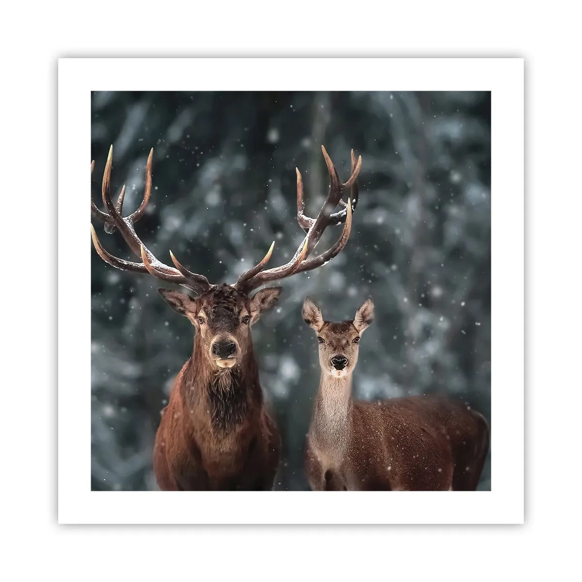 Affiche - Poster - Le roi de la forêt avec sa femme - 50x50 cm