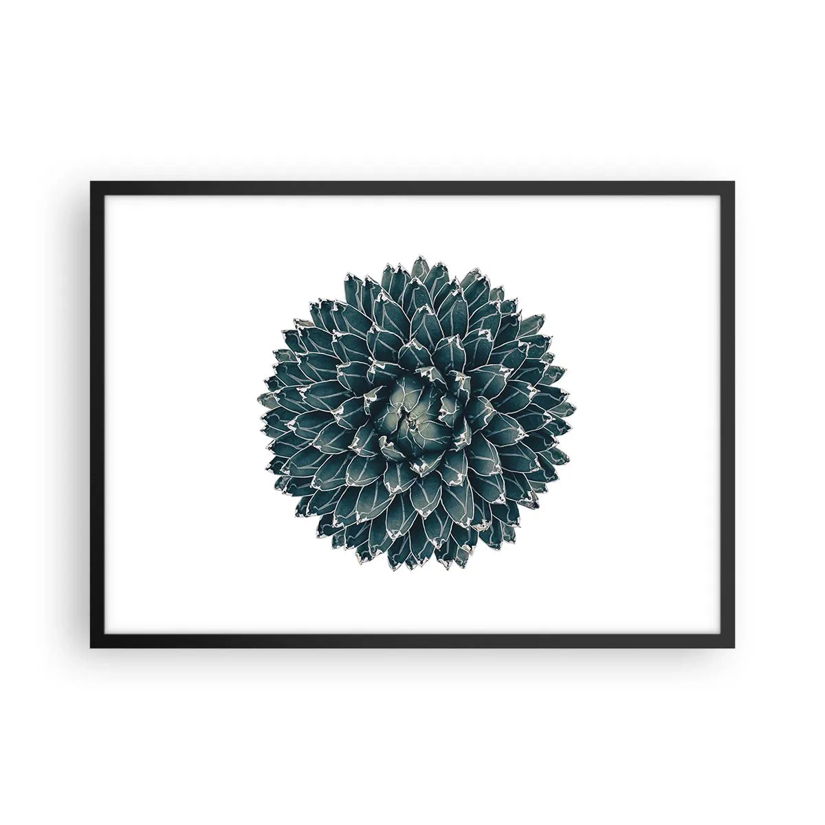 Affiche dans un cadre noir - Poster - Plante succulente symétrique sur fond blanc - 70x50cm - Étoile du désert - Décoration murale moderne pour le salon et la chambre ARTTOR