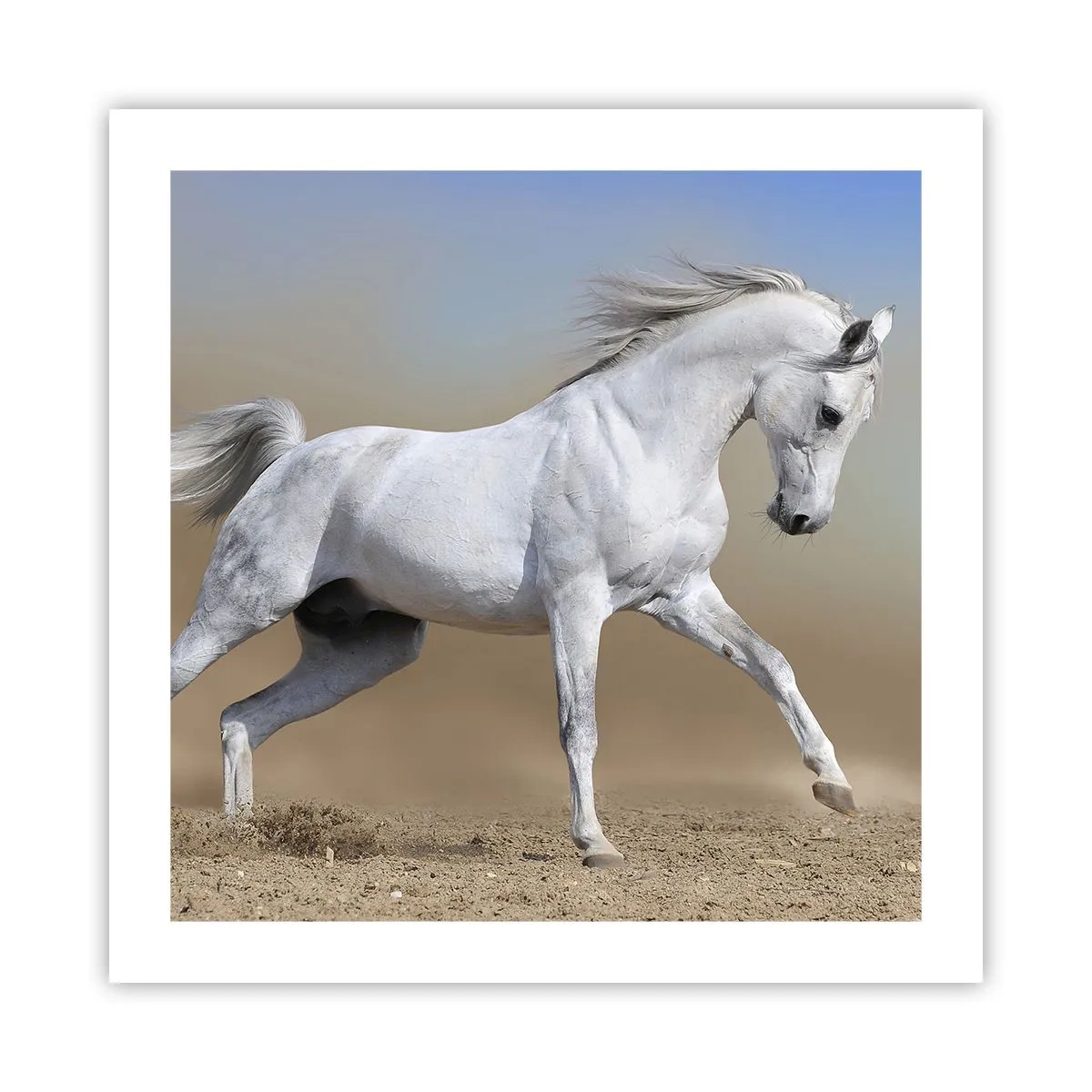 Affiche - Poster - Le plus beau conte de fées arabe - 50x50 cm