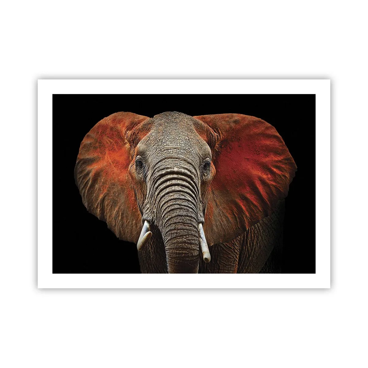 Affiche - Poster - Je suis sauvage, et toi? - 70x50 cm