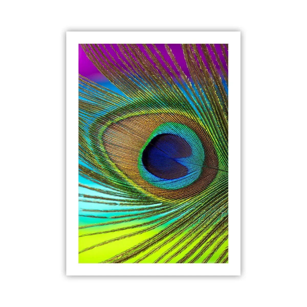 Affiche - Poster - Détail d'une plume de paon aux couleurs intenses - 50x70cm - Les yeux dans les yeux - Décoration murale moderne pour le salon et la chambre ARTTOR