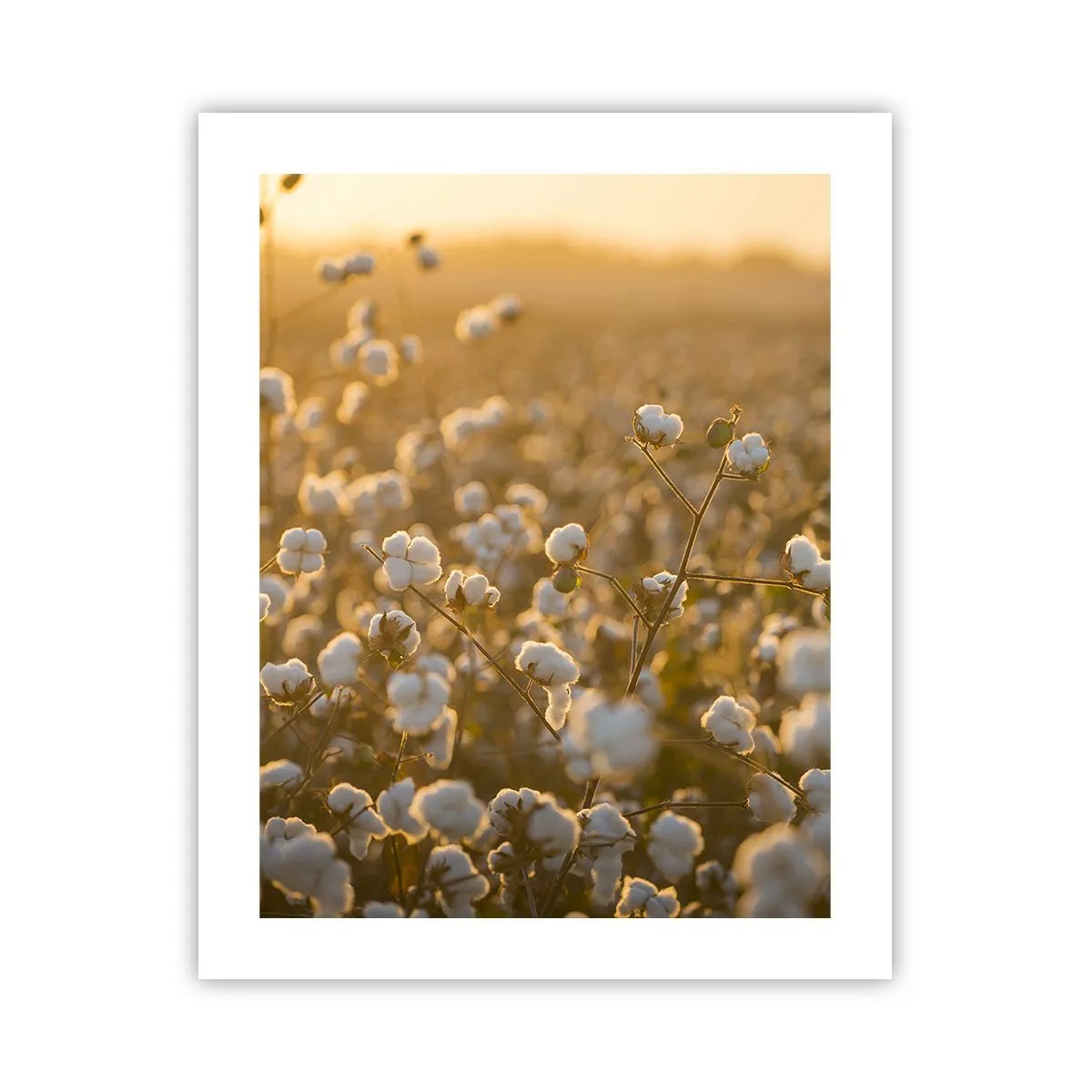 Affiche - Poster - Champ moelleux - 40x50 cm