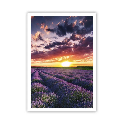 Affiche - Poster - Monde de lavande - 70x100 cm