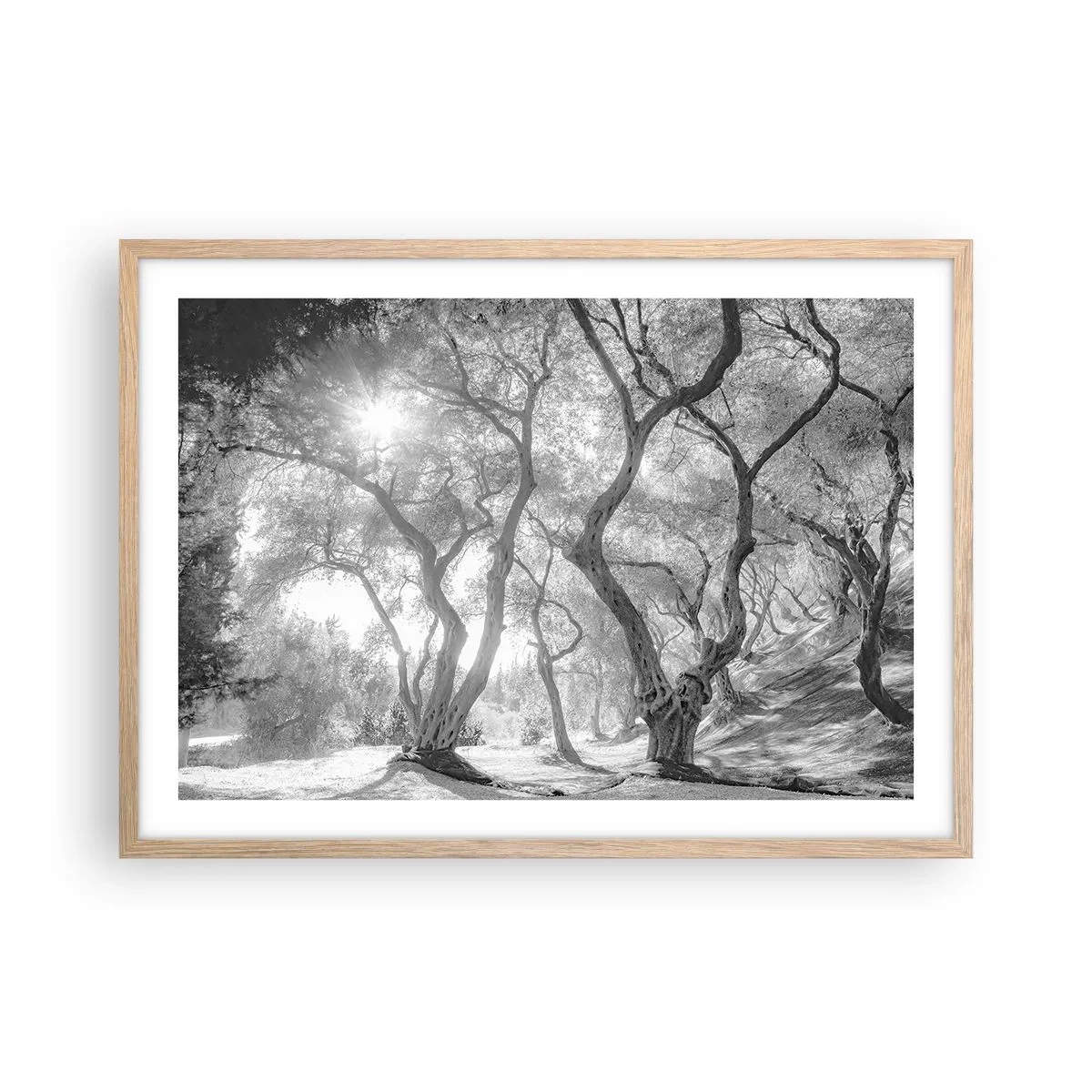 Affiche dans un chêne clair - Poster - Dans l'oliveraie - 70x50 cm