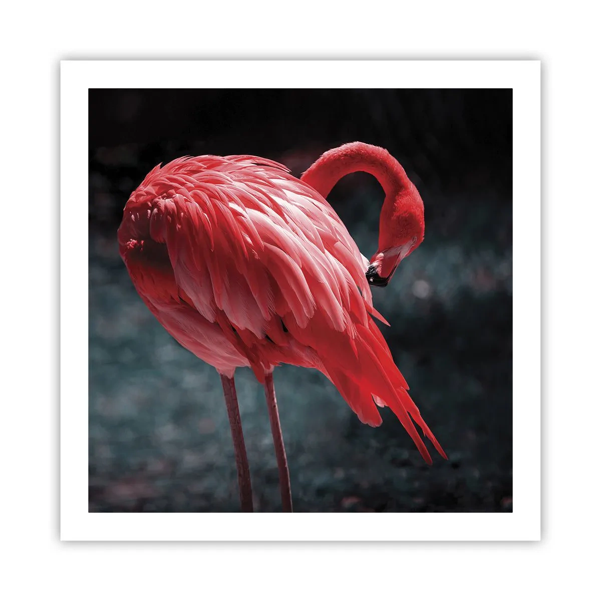 Affiche - Poster - Poème cramoisi de la nature - 60x60 cm