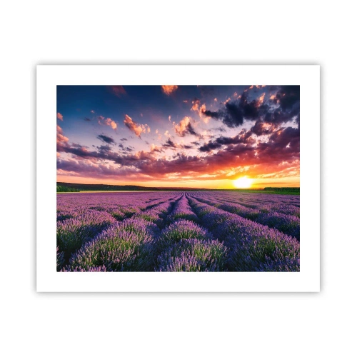 Affiche - Poster - Monde de lavande - 50x40 cm
