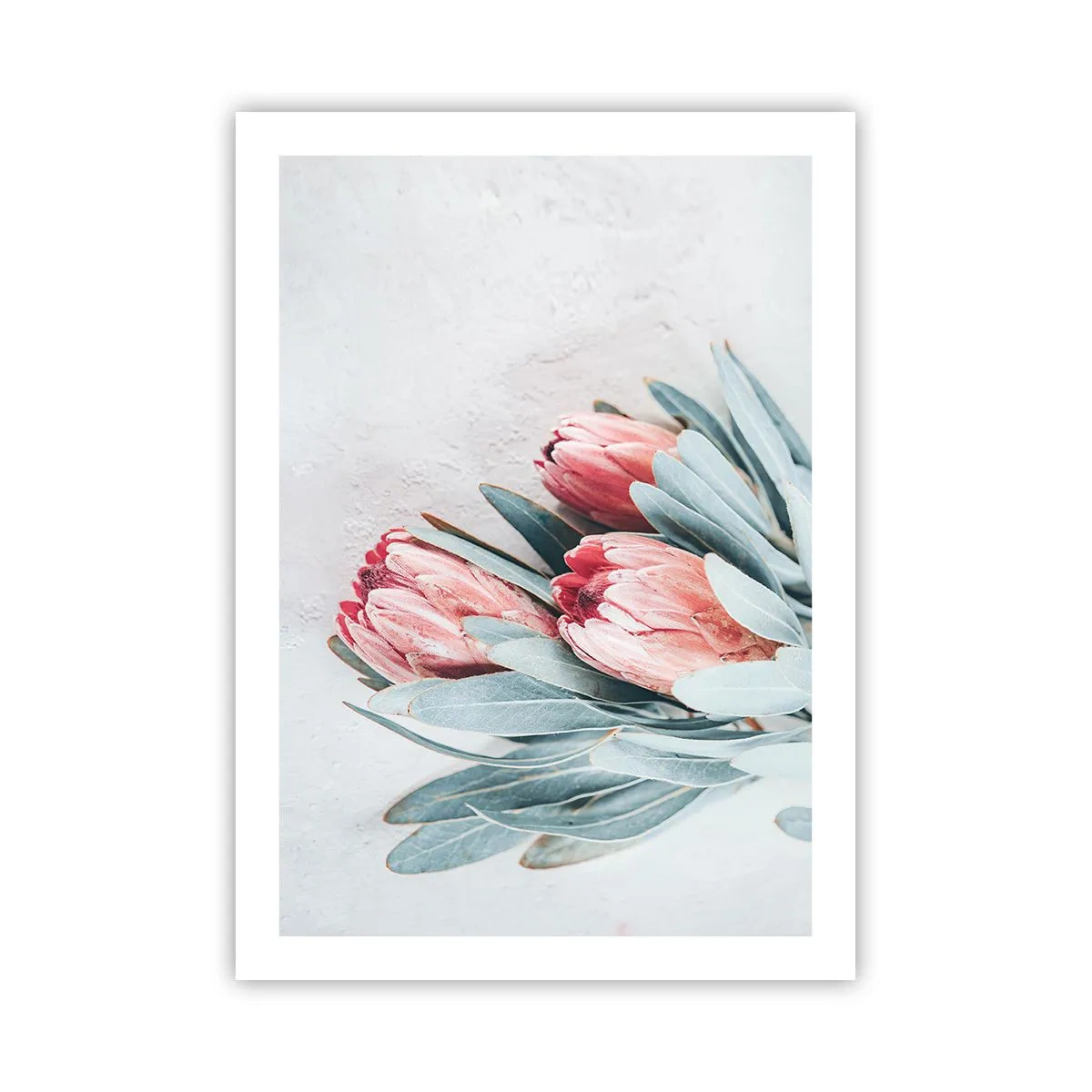 Affiche - Poster - Une composition subtile de fleurs de protéa sur un fond clair - 50x70cm - Honte de leur propre beauté - Décoration murale moderne pour le salon et la chambre ARTTOR