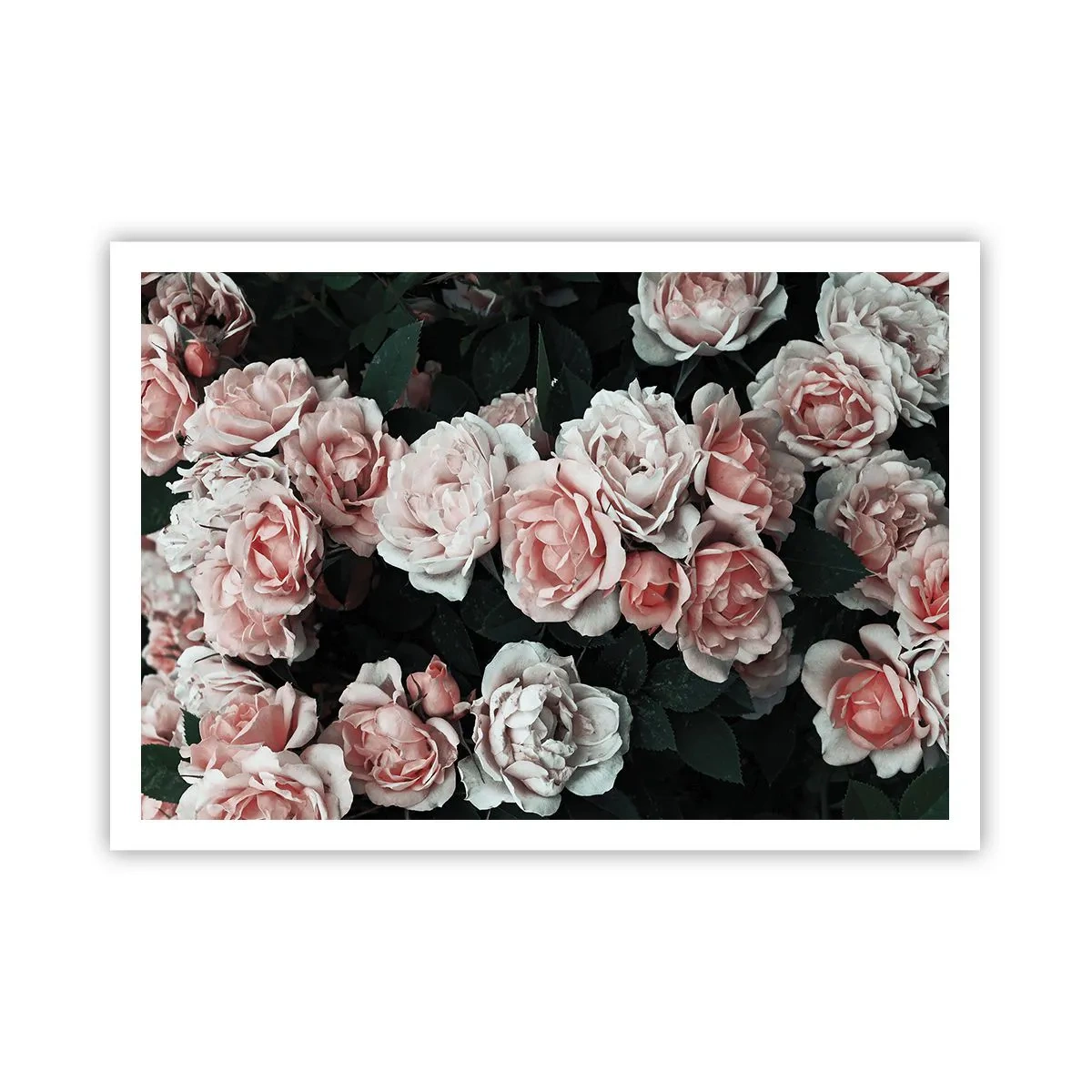 Affiche - Poster - Roses roses sur fond sombre dans une composition subtile - 100x70cm - Ensemble de rose - Décoration murale moderne pour le salon et la chambre ARTTOR