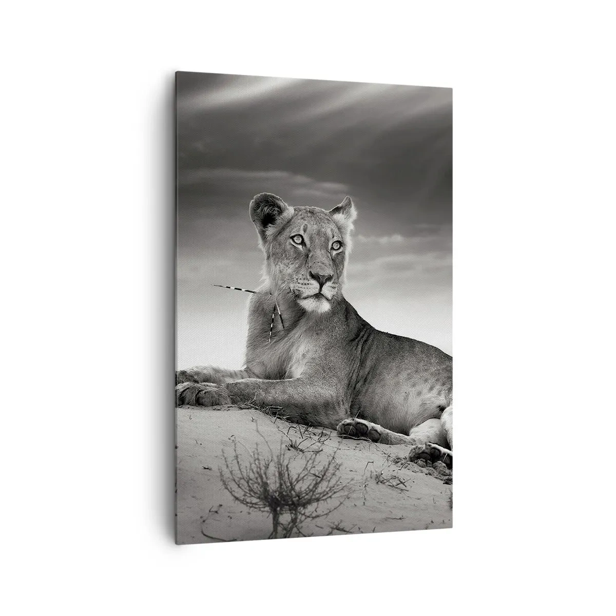 Impression sur toile - Image sur toile - Portrait noir et blanc d'une lionne dans la savane - 80x120cm - La reine du désert reste - Décoration murale moderne pour le salon et la chambre ARTTOR