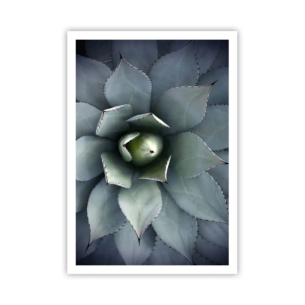Affiche - Poster - Wabi et observe - 70x100 cm