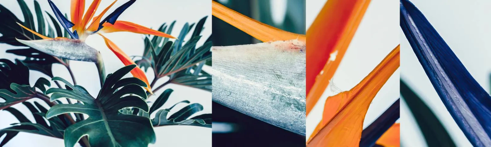 Échantillon De Papier Peint Standard Eco - Le buisson oiseaux - Plantes, Bohème, Exotique - 100x30 cm