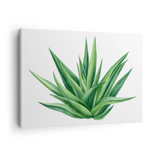 Impression sur toile - Image sur toile - Une plante verte juteuse sur fond blanc - 70x50cm - Vert – force – vie - Décoration murale moderne pour le salon et la chambre ARTTOR