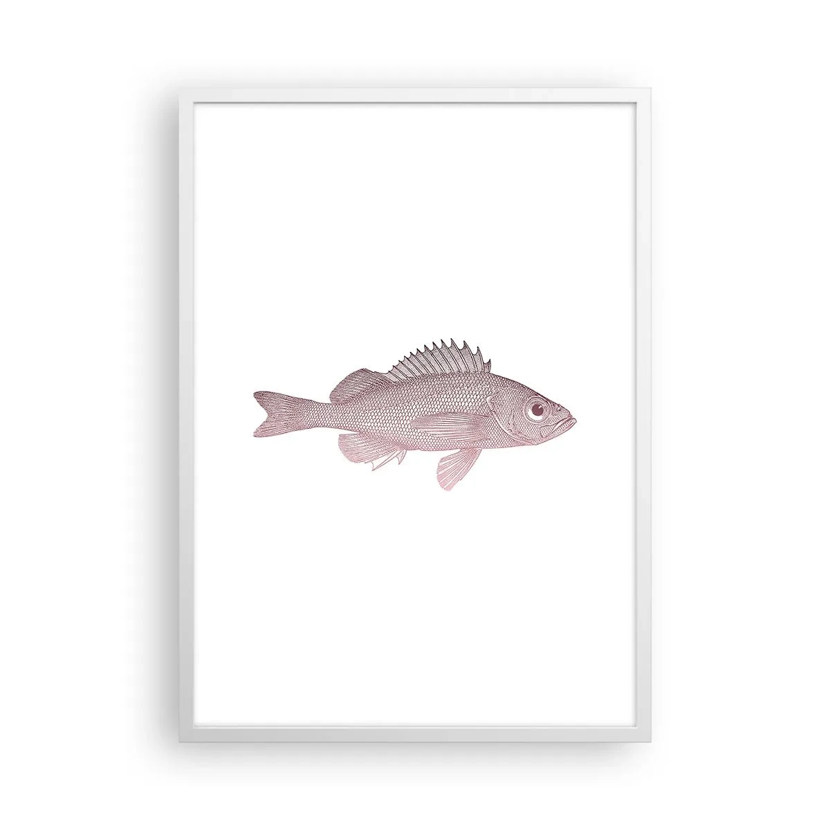 Affiche dans un cadre blanc - Poster - Poisson aux grands yeux - 50x70 cm