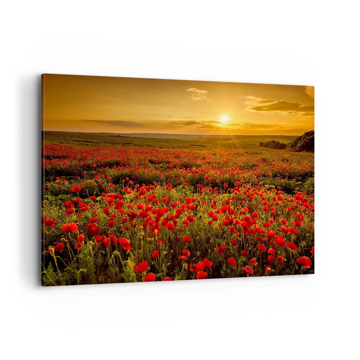 Impression sur toile - Image sur toile - Un champ de coquelicots rouges dans la lueur du soleil couchant - 100x70cm - Parmi les vagues des prairies bruissantes, parmi les fleurs du déluge - Décoration murale moderne pour le salon et la chambre ARTTOR