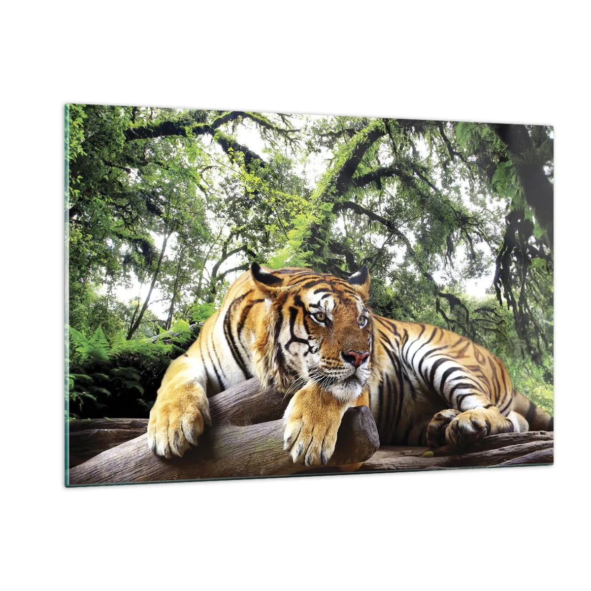 Impression sur verre - Image sur verre - Un tigre se reposant dans une forêt tropicale verte - 120x80cm - Cordialement - Décoration murale moderne pour le salon et la chambre ARTTOR