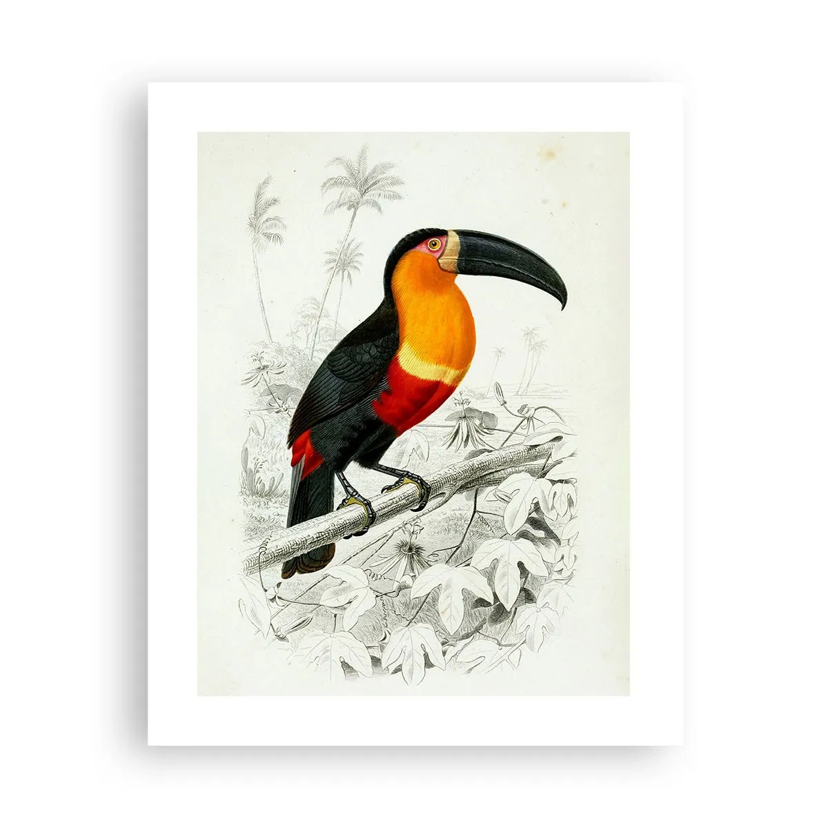 Affiche - Poster - Couleurs des oiseaux - 40x50 cm