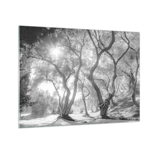 Impression sur verre - Image sur verre - Oliviers noirs et blancs au soleil - 70x50cm - Dans l'oliveraie - Décoration murale moderne pour le salon et la chambre ARTTOR