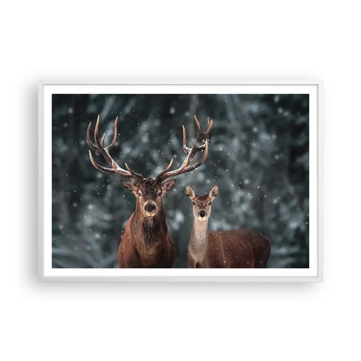 Affiche dans un cadre blanc - Poster - Le roi de la forêt avec sa femme - 100x70 cm