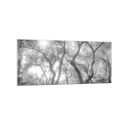 Impression sur verre - Image sur verre - Vue en noir et blanc d'arbres dans une oliveraie avec des rayons de soleil - 120x50cm - Dans l'oliveraie - Décoration murale moderne pour le salon et la chambre ARTTOR
