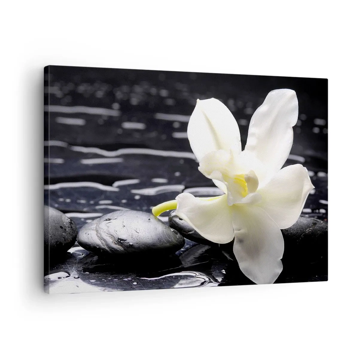 Impression sur toile - Image sur toile - Une orchidée blanche sur un fond de pierres noires et d'eau. - 70x50cm - Étude en noir et blanc - Décoration murale moderne pour le salon et la chambre ARTTOR