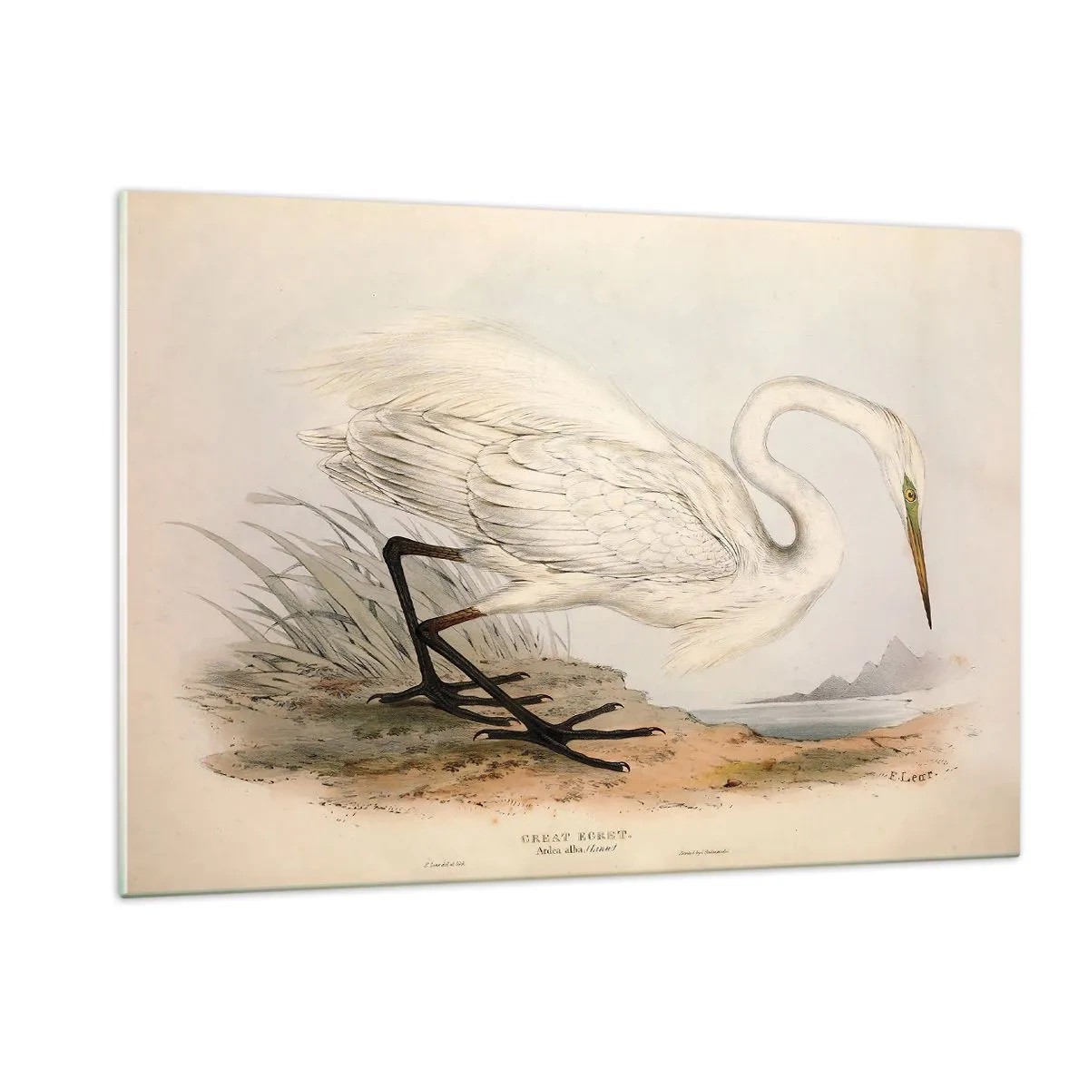Impression sur verre - Image sur verre - Illustration vintage d'un héron blanc au bord de l'eau - 120x80cm - Dame sur les joncs - Décoration murale moderne pour le salon et la chambre ARTTOR