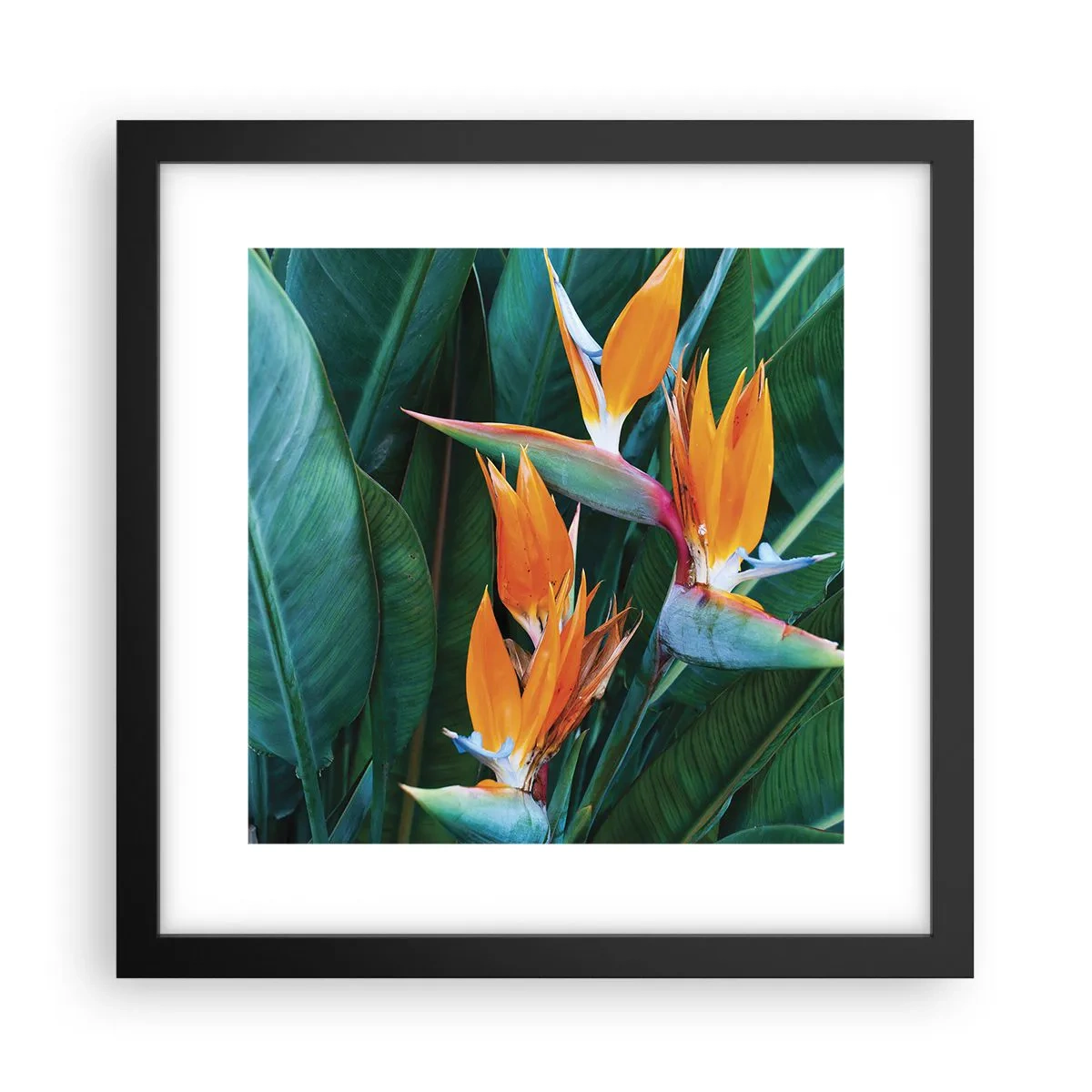 Affiche dans un cadre noir - Poster - Est-ce une fleur, est-ce un oiseaux? - 30x30 cm