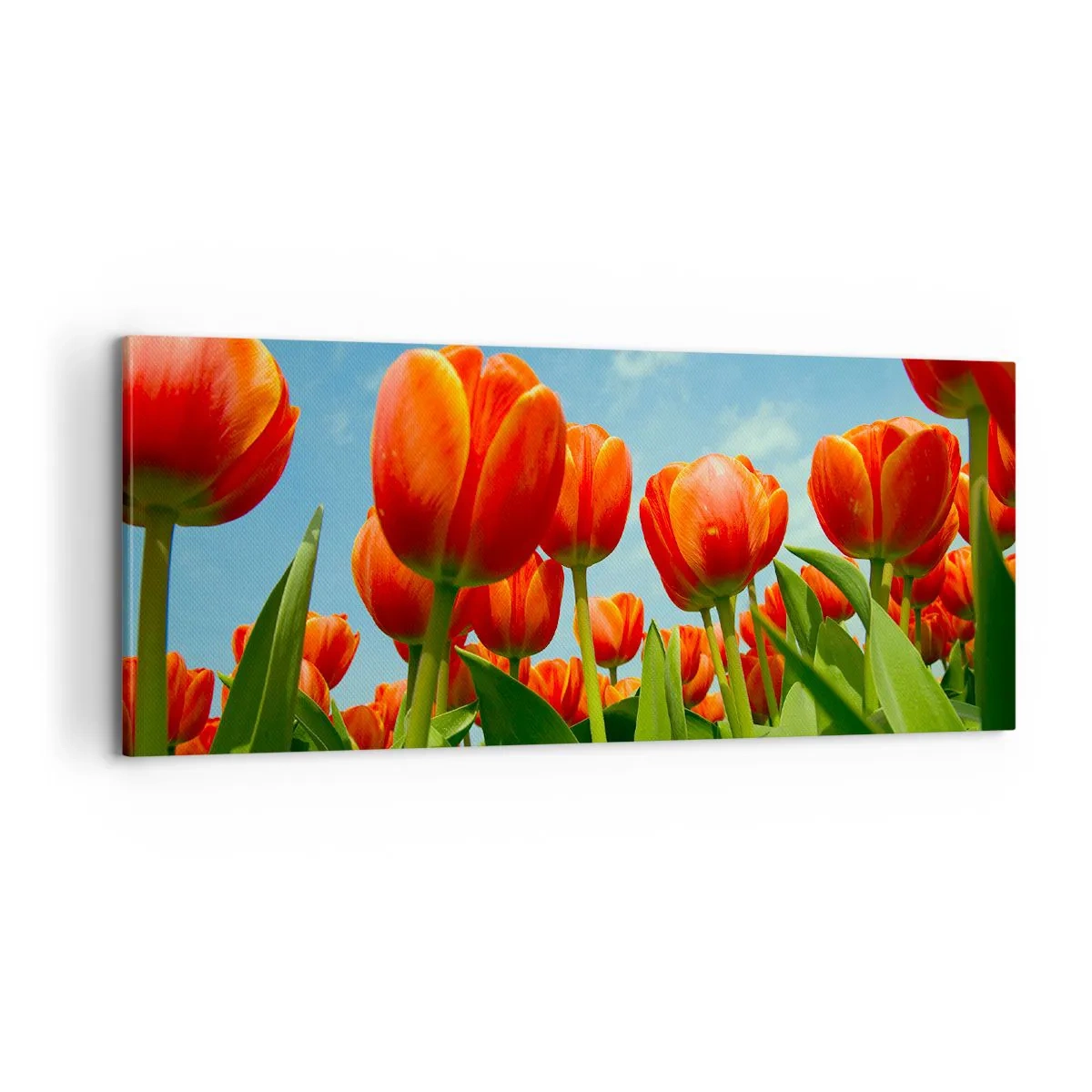 Impression sur toile - Image sur toile - A part le ciel bleu, ils n'ont besoin de rien dans leur vie - 100x40 cm