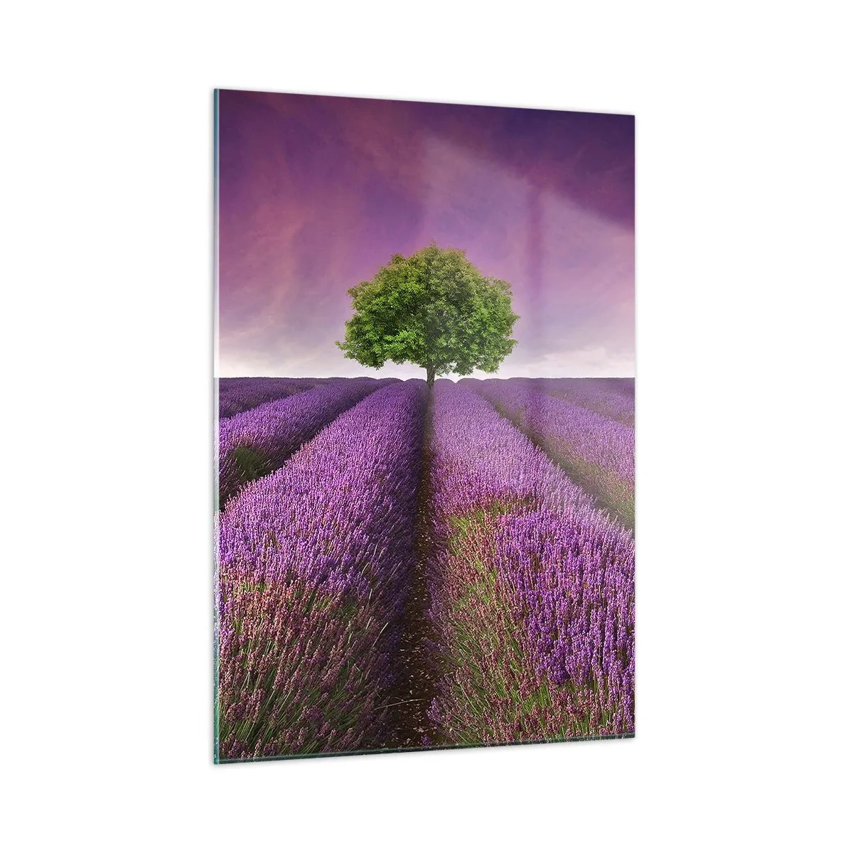 Impression sur verre - Image sur verre - Un champ de lavande avec un arbre solitaire contre le ciel - 50x70cm - Dans un champs de lavande - Décoration murale moderne pour le salon et la chambre ARTTOR