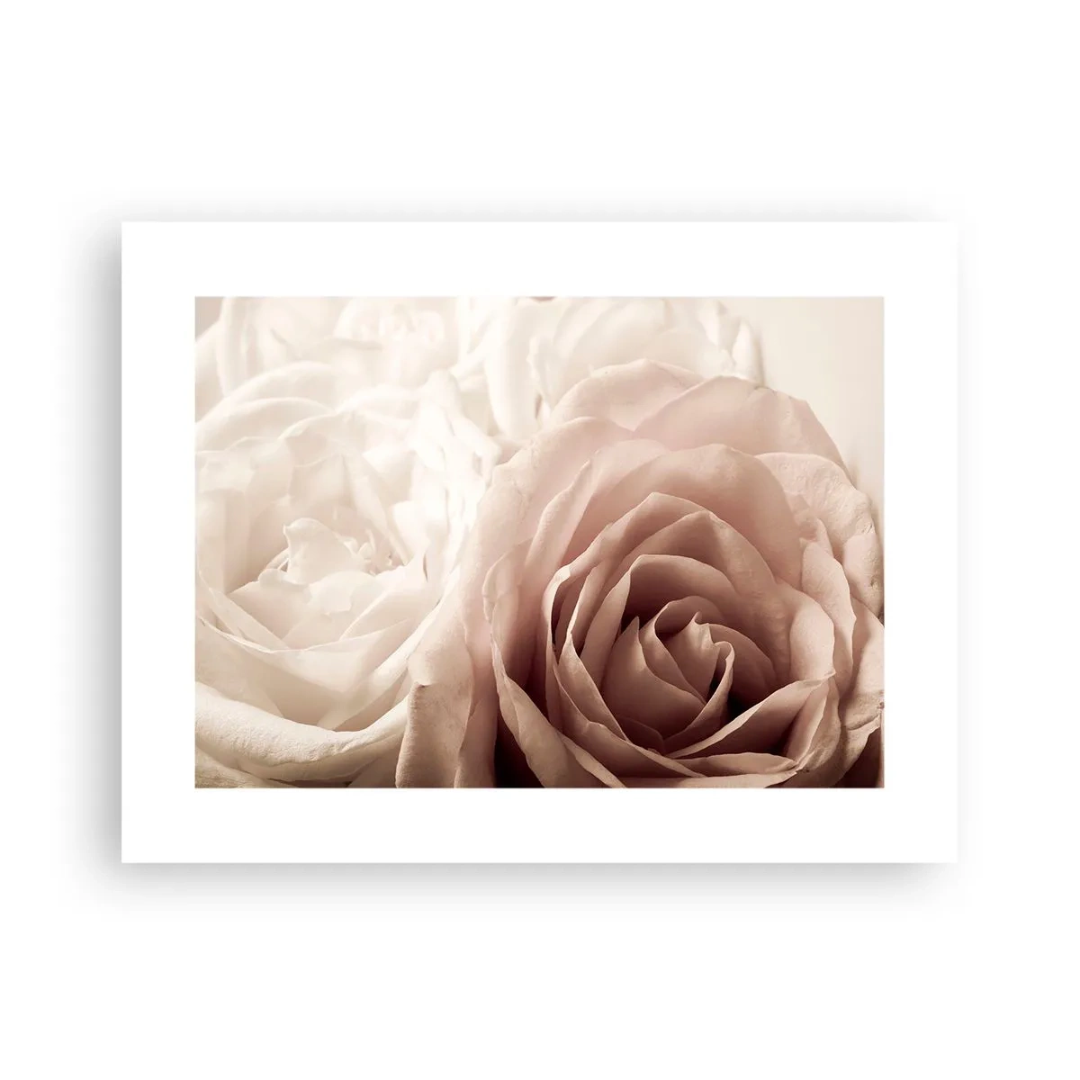 Affiche - Poster - Au coeur d'ue la rose - 40x30 cm