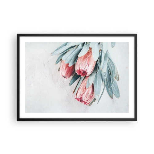 Affiche dans un cadre noir - Poster - Fleurs de protéa roses subtiles sur fond clair - 70x50cm - Honte de leur propre beauté - Décoration murale moderne pour le salon et la chambre ARTTOR