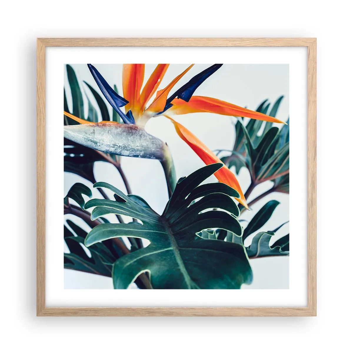 Affiche dans un chêne clair - Poster - Le buisson oiseaux - 50x50 cm