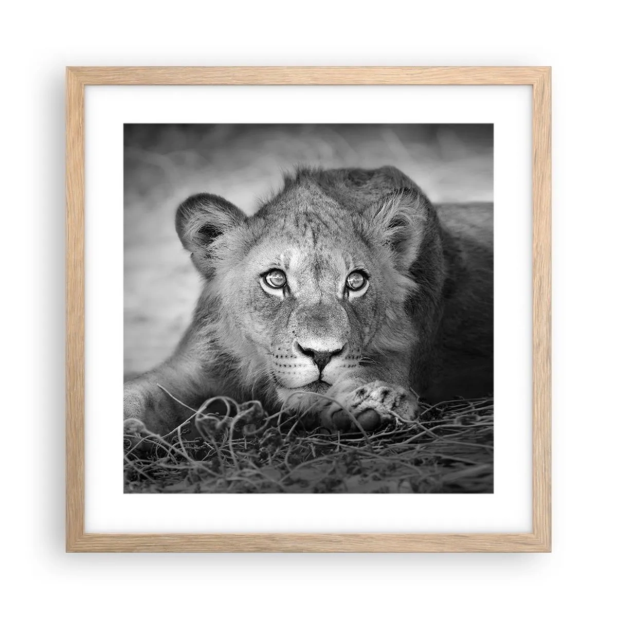 Affiche dans un chêne clair - Poster - Chiot royal - 40x40 cm