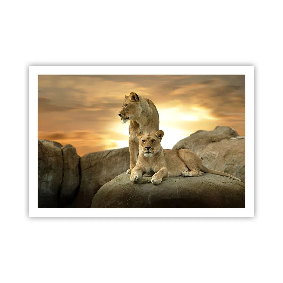 Affiche - Poster - Majesté royale - 91x61 cm